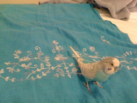 Hridayinee's budgie, Joey