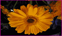 love-img