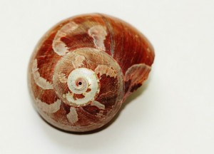 snail-271980_640